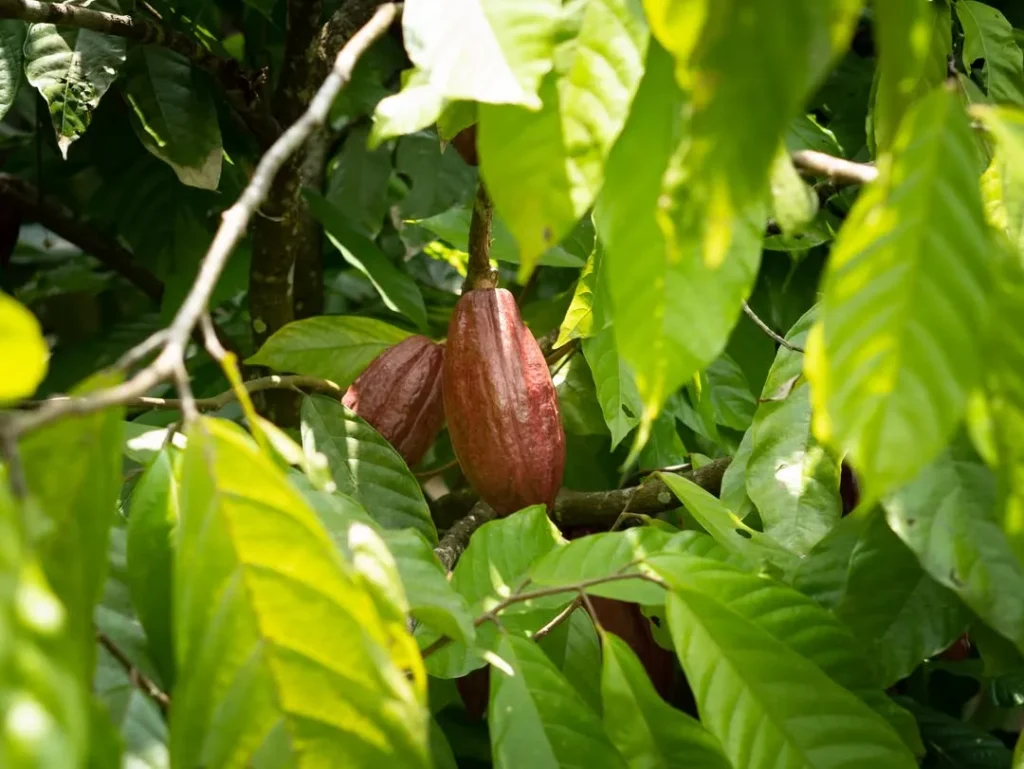 Indulge in Bali Chocolate Tasting at Tebasari Plantation